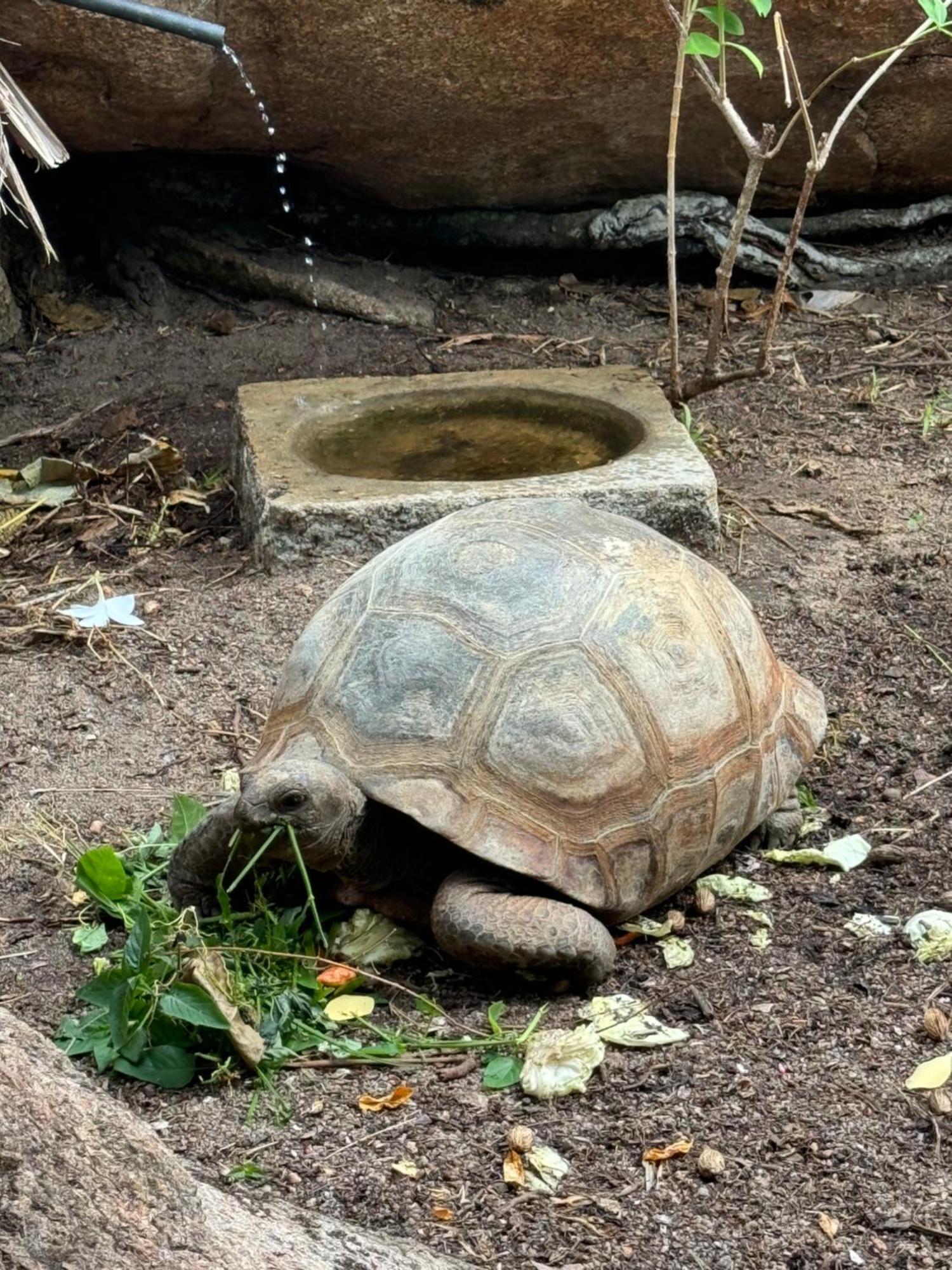 דירות באיה סיינטה אנה Jardin Marron מראה חיצוני תמונה