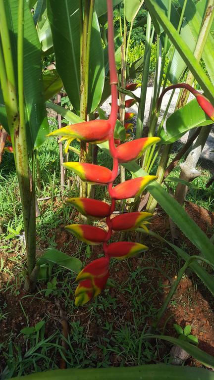 דירות באיה סיינטה אנה Jardin Marron מראה חיצוני תמונה